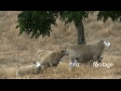 Sheep Under Shade Tree 1 609